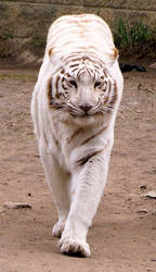 White Tiger Stock 1