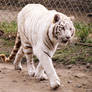White Tiger Stock 2