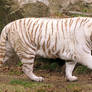 White Tiger Stock 3