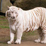 White Tiger Stock 4