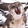 Snow Leopard Stock 33