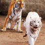 Bengal Tiger Stock 1