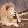 White Lion Stock 7