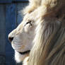 White Lion Stock 8