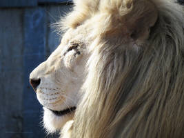 White Lion Stock 8