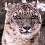 Snow Leopard Stock 34