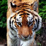 Amur Tiger Stock 18