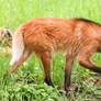 Maned Wolf Stock 6