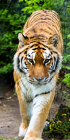 Amur Tiger Stock 19