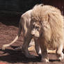 White Lion Stock 9