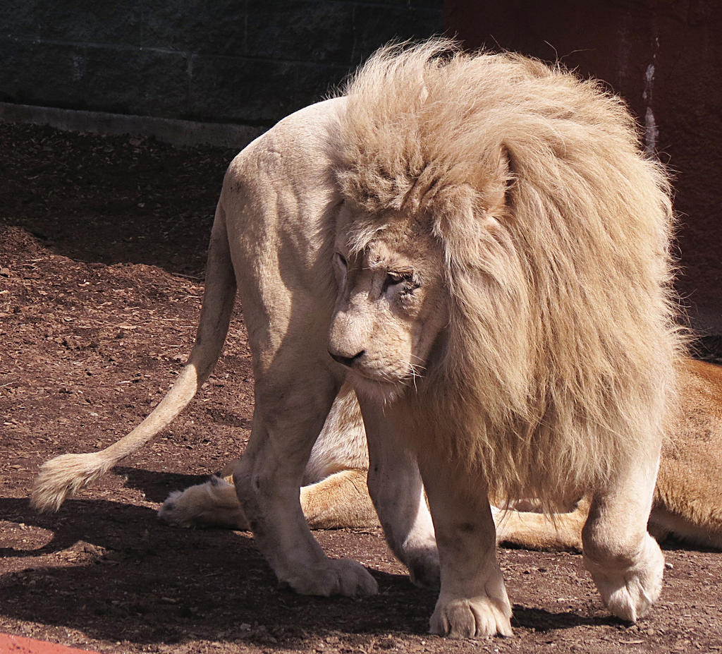 White Lion Stock 9