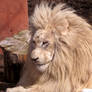 White Lion Stock 10