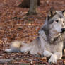 Gray Wolf Stock 17