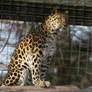 Amur Leopard Stock 21