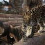 Amur Leopard Stock 23