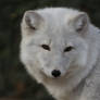 Arctic Fox Stock 5