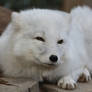 Arctic Fox Stock 6