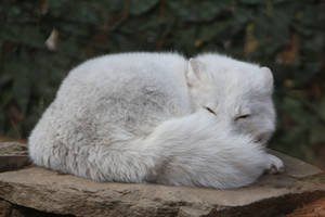 Arctic Fox Stock 7