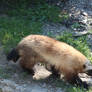 Wolverine Stock 13