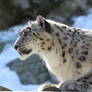Snow Leopard Stock 37