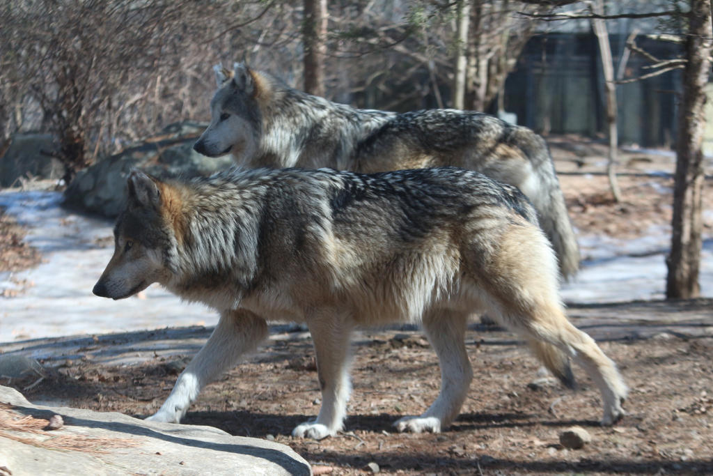 Mexican Wolf Stock 36