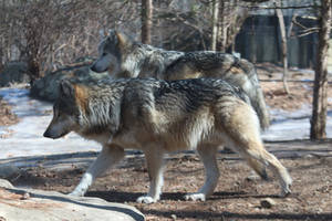 Mexican Wolf Stock 36