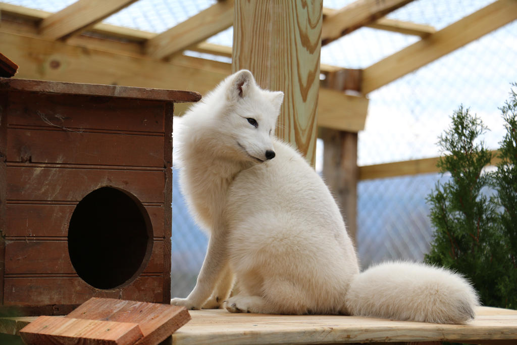 Arctic Fox Stock 9 by HOTNStock Arctic Fox Stock 9 by HOTNStock