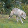 Gray Wolf Stock 20: Running