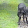 Black Phase Timber Wolf Stock 1