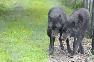 Black Phase Timber Wolf Stock 1