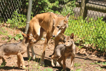 Red Wolf Stock 70: Mother and Pups