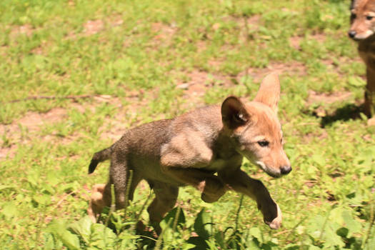 Red Wolf Stock 72: Wolf Pup Jumping