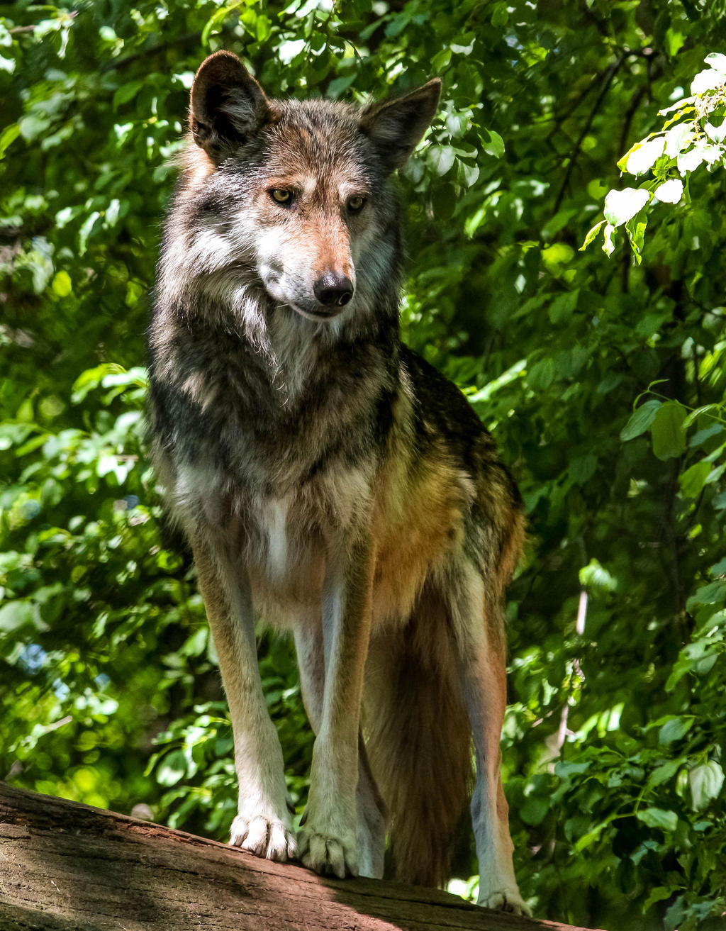 Mexican Wolf Stock: 43