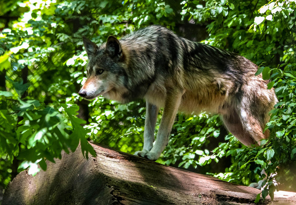 Mexican Wolf Stock: 44