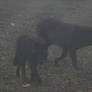 Gray Wolf Stock 30: Black Wolves in Fog