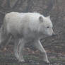 Gray Wolf Stock 31: White Wolf in Fog
