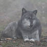 Gray Wolf Stock 34: Wolf in Fog