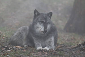 Gray Wolf Stock 34: Wolf in Fog