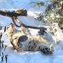 Snow Leopard Stock 45