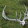 Bone Stock 2: Elk Bull Skull