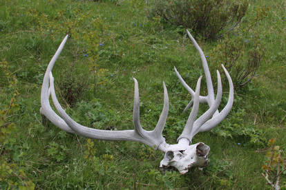 Bone Stock 2: Elk Bull Skull