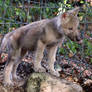 Gray Wolf Stock 35: Wolf Pup