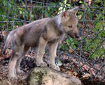Gray Wolf Stock 35: Wolf Pup