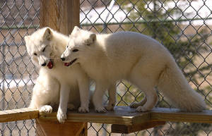 Arctic Fox Stock 15: Siblings
