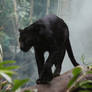Black Leopard Stock 3