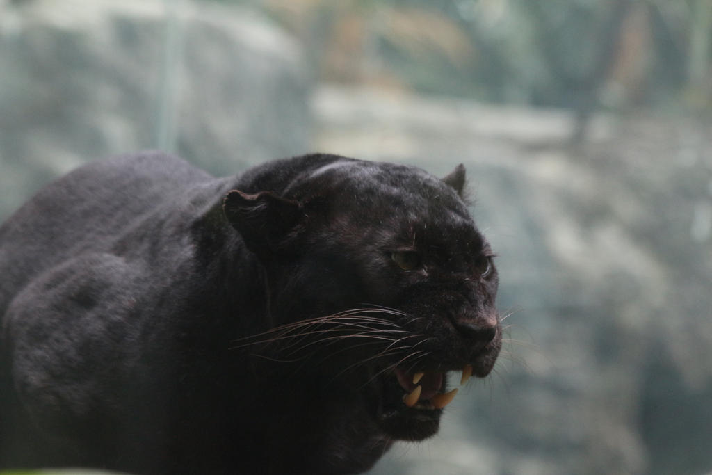 Black Leopard Stock 4 Snarl By HOTNStock On DeviantArt black-leopard-stock-4-snarl-by-hotnstock-on-deviantart