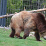 Grizzly Bear Stock 2