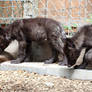 Gray Wolf Stock 36: Black Wolf Pups