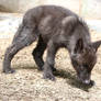 Gray Wolf Stock 37: Black Wolf Pup