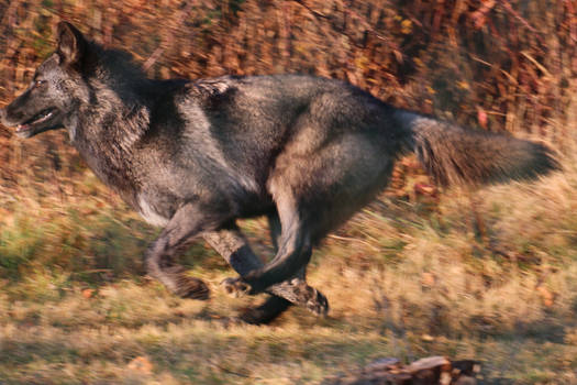 Gray Wolf Stock 38: Running wolf drawing reference